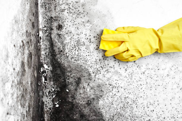 Best Mold Removal Company Near Me  in Cleveland Heights, OH