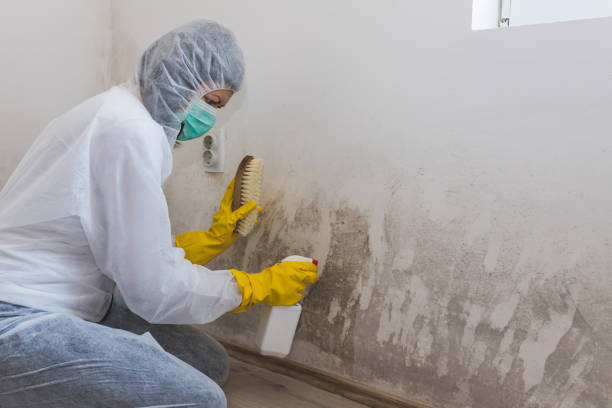 Best Mold Damage Repair  in Cleveland Heights, OH