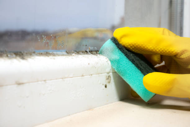 Trusted Cleveland Heights, OH Mold Removal Experts