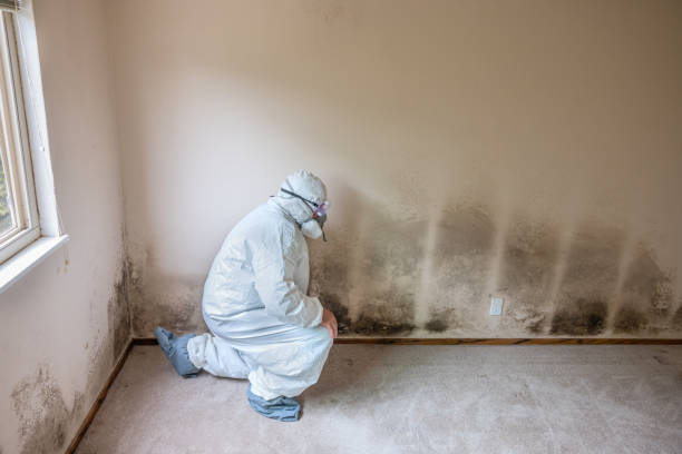 Best Home Mold Removal  in Cleveland Heights, OH