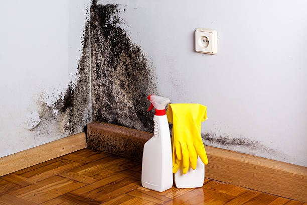 Best Fast Mold Removal  in Cleveland Heights, OH